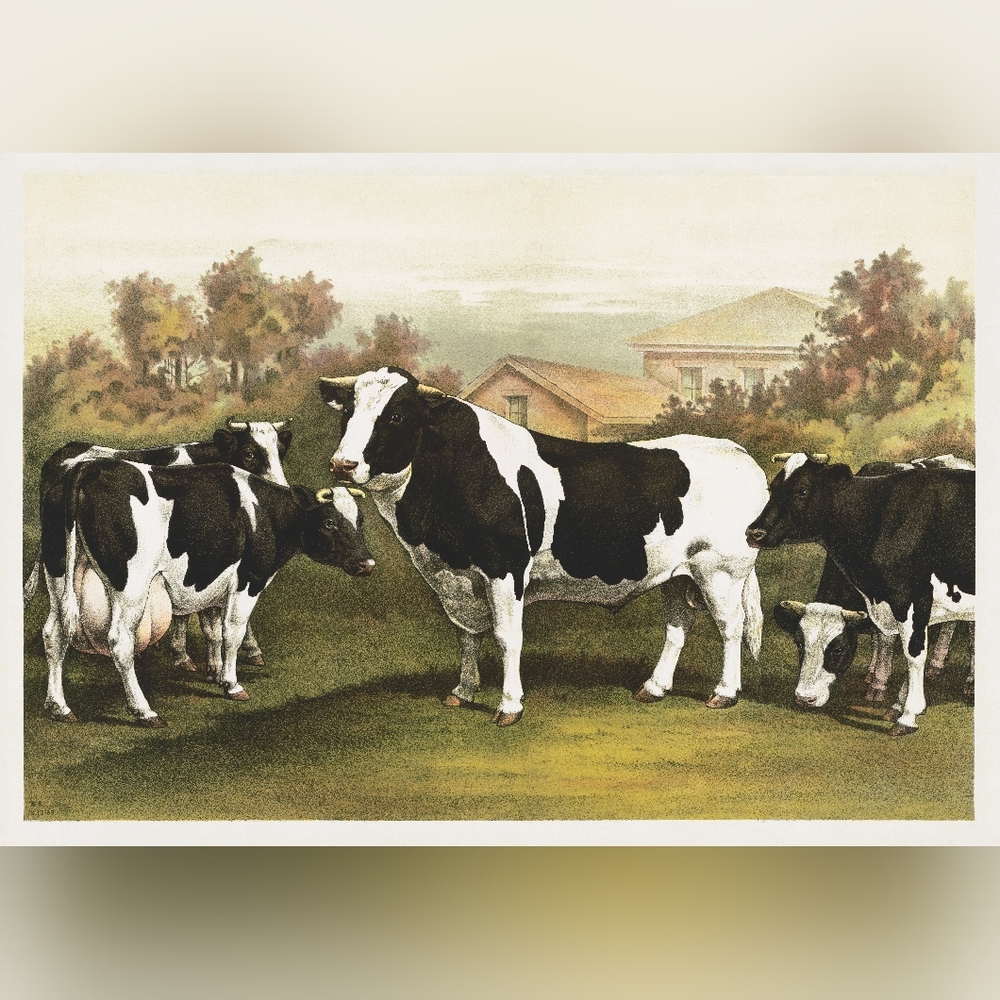 Vintage Cow Art Print